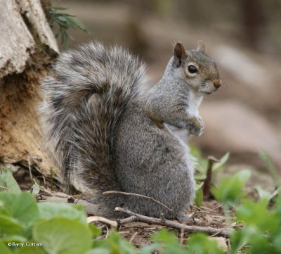 Grey squirrel  (Sciurus carolinensis)