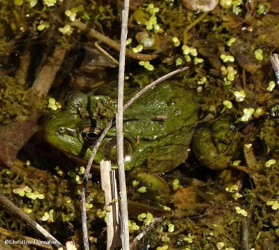 Green frog (Rana clamitans)