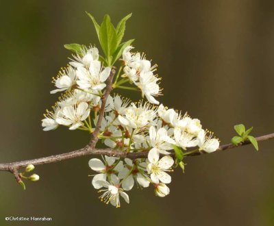 Wild plum