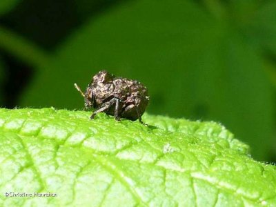 Case-bearing Leaf Beetles of the FWG (Family: Chrysomelidae, Subfamily: Cryptocephalinae)