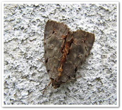 Woody underwing  (Catocala grynea), # 8864