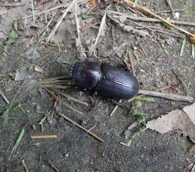 Antelope Beetle (Dorcus parallelus)?