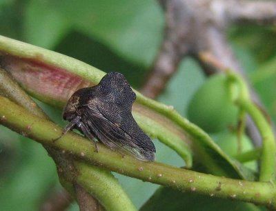 Treehopper (Telamona sp.)