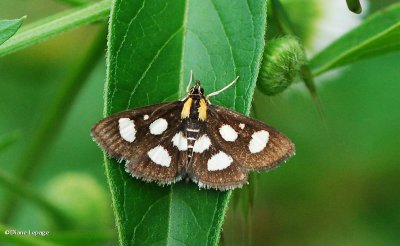 White-spotted sable moth (Anania funebris), #4958