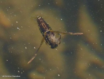 Backswimmer  <em>Notonecta</em> sp.)