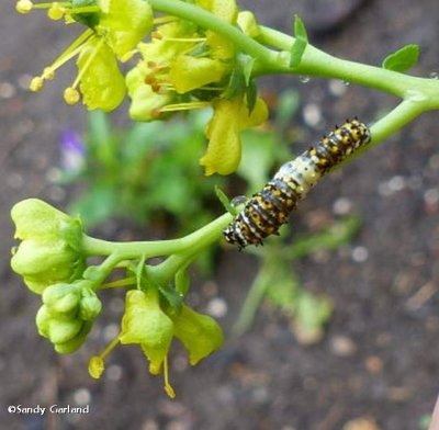 Black swallowtail butterfly caterpillar  (<em>Papilio polyxenes</em>)