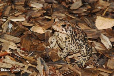 American toad (<em>Bufo americanus</em>)