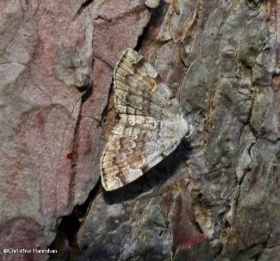 American idia moth (Idia americalis), #8322