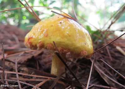 Mushroom, possibly (<em>Suillus americanus</em>)