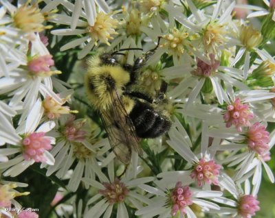 Bumble bee (<em>Bombus</em>) on asters