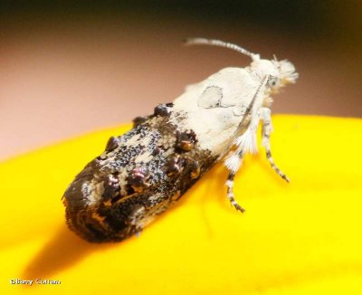 Metalmark moth (Caloreas leucobasis), #2641