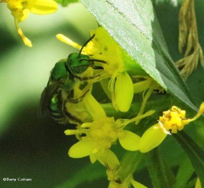 Sweat bee (Agapostemon)?