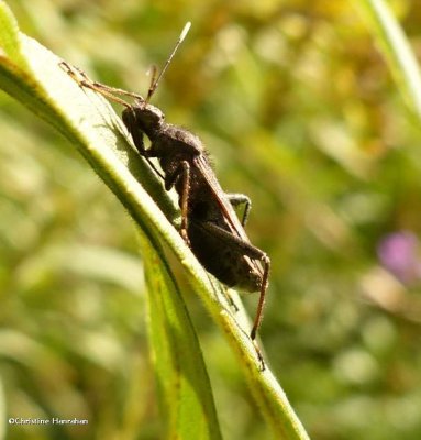 Broad-headed bug (Alydus)