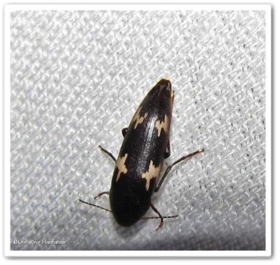 False darkling beetle (Dircaea liturata)