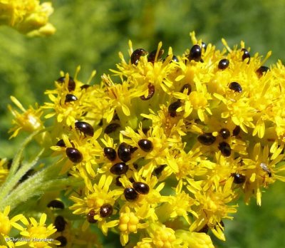 Shining Flower Beetles (Family: Phalacridae)