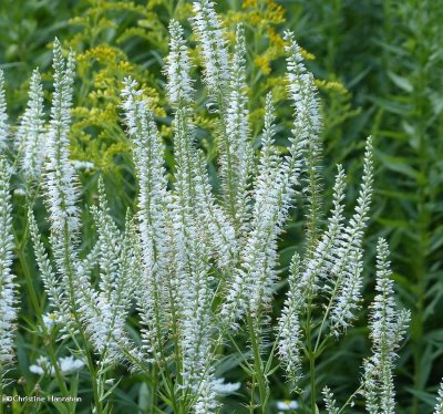 Veronica (<em>Veronica longifolia</em>)