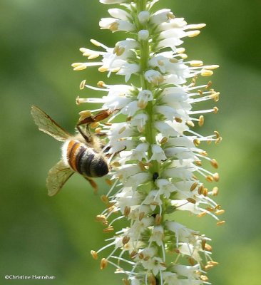 Honey bee (Apis mellifera) on Veronica