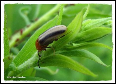 Flea beetle (Disonycha)