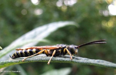 Tiphiid wasp, possibly Myzinum sp.