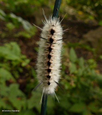 Hickory tussock moth caterpillar  (Lophocampa caryae), #8211