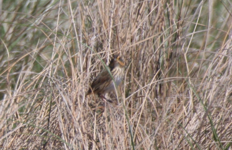 130519 IMG_6197 -a- Saltmarsh.jpg