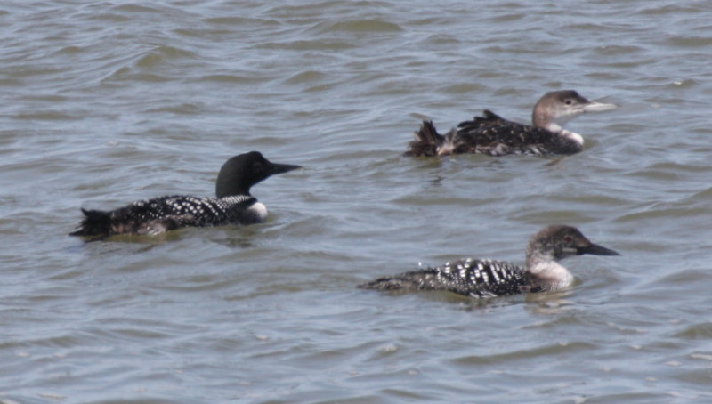 Common Loons in various stages of molt - Duxbury Beach, MA  -  April 21, 2014  -upper bay side