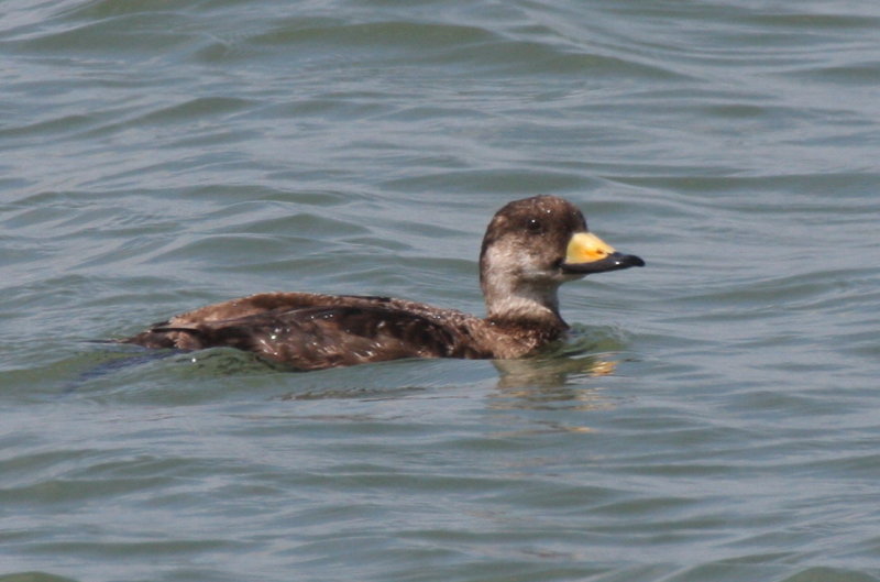 Black Scoter (male) - Duxbury Beach, MA  -  May 15, 2014  - molting from 1st winter plumage