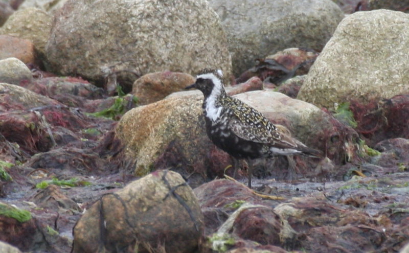 American Golden Plover (female) - Duxbury Beach - July 24, 2014  - still breeding plumage