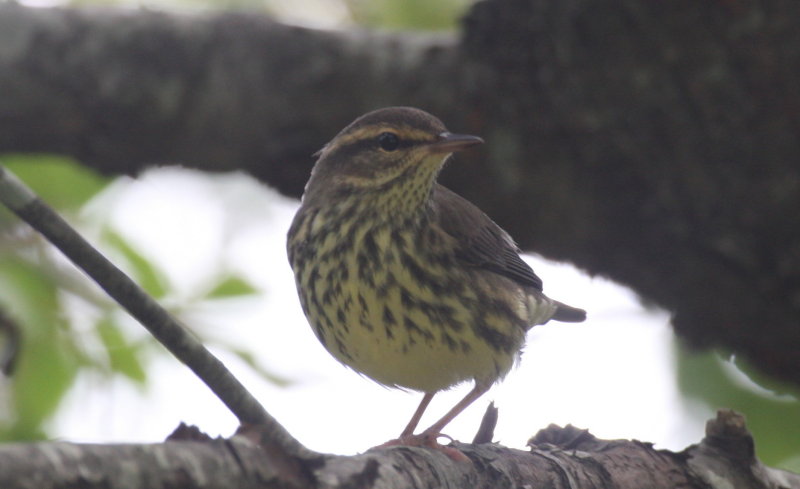 Northern Waterthrush  -  Duxbury Beach, Ma  -  August 21, 2014   (pix 2 of 2) 