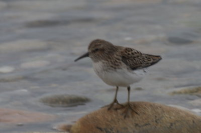 Least Sandpiper - Duxbury Beach, MA - May 7, 2013 - First of year (documentation photo)