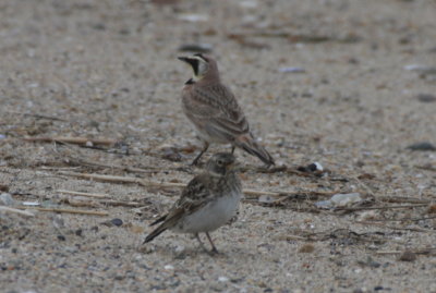 Horned Lark juvenile w/parent - Duxbury Beach, MA - May 7, 2013