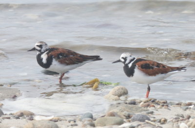 Ruddy Turnstones - Duxbury Beach, MA - May 8, 2013 -- first of year