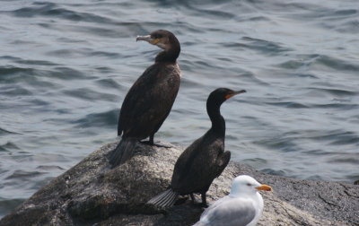 Great and Double-crested Cormorants - comparison photo - Duxbury Beach, MA - May 8, 2013