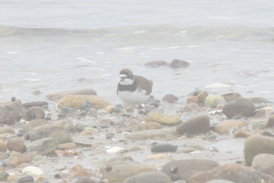 Semipalmated Plover in fog - Duxbury Beach, Ma - MAy 9, 2013  -  first of year on DB