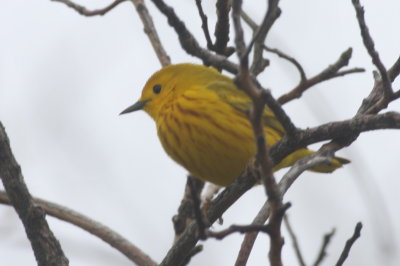 Yellow Warbler - Duxbury Beach, Ma - MAy 9, 2013  -  first of year on DB