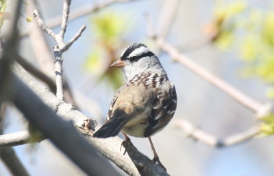 White-crowned Sparrow - Duxbury Beach - May 10, 2012 FOY for Beach.jpg