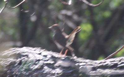 Hermit Thrush with characteristic cocked tail - Duxbury Beach - May 10, 2012.jpg