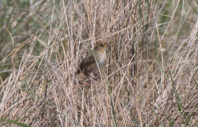 130519 IMG_6195 -a- Saltmarsh.jpg