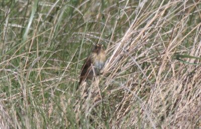 130519 IMG_6196 -b- Nelsons or Saltmarsh.jpg