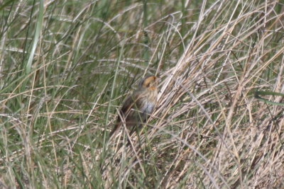 130519 IMG_6198 -b- Nelson or Saltmarsh.jpg