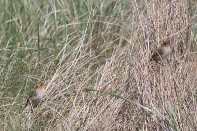Pix of confusing Sharp-tailed Sparrows [Nelsons, Saltmarsh, hybrids(?)] - DBCH -May, 2013