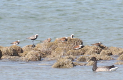 130517 IMG_6033 Luke et al incl Knot at Crescent.jpg