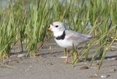 130519 IMG_6119 Piping Plover.jpg