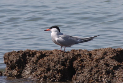 130519 IMG_6185 Common Tern.jpg