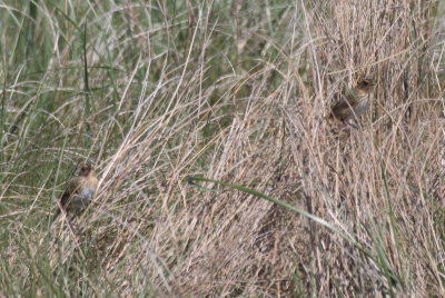 130519 IMG_6200 poss both Nelson and Saltmarsh.jpg