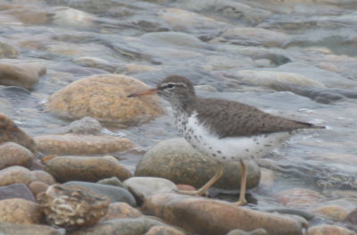 130521 IMG_6369 Spotted Sandpiper - DBCH.jpg