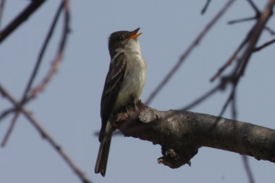 130521 IMG_6449 Wood Pewee at HP.jpg