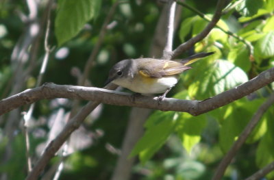 130527 IMG_6822 Redstart (1st yr m - dark lores) at HP.jpg