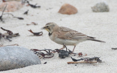 130529 IMG_6848 confusing Horned Lark pink legs juv early molt adult female.jpg