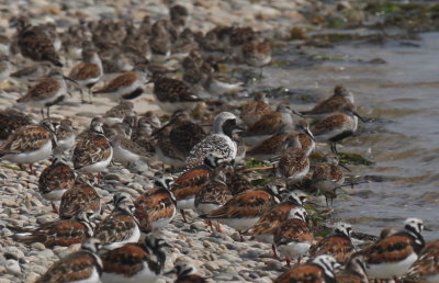 130529 IMG_6948 5 species in flock at least.jpg